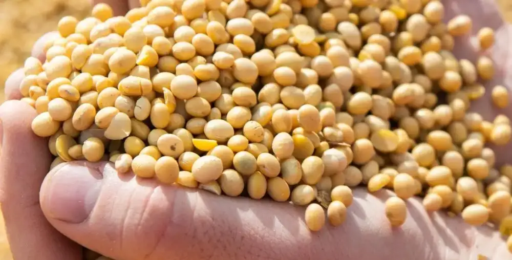 Cultivating organic vegetables through eco-friendly farming and mindful stewardship.