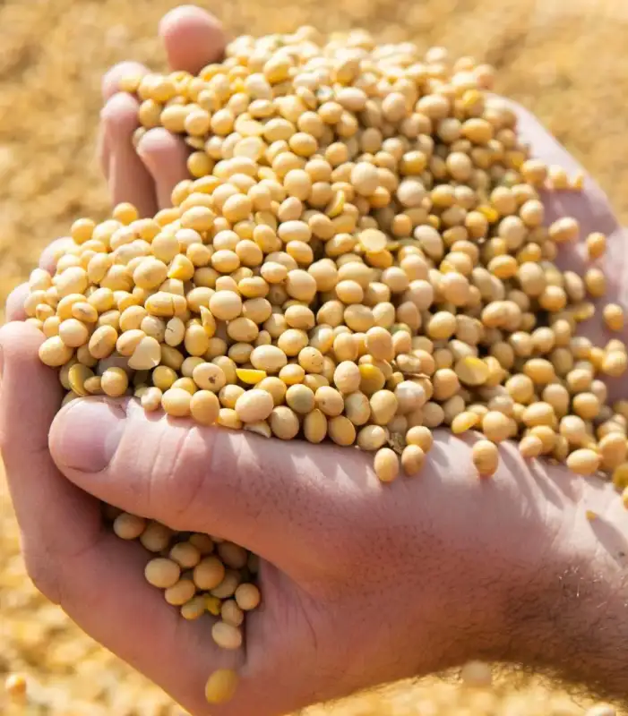 Cultivating organic vegetables through eco-friendly farming and mindful stewardship.