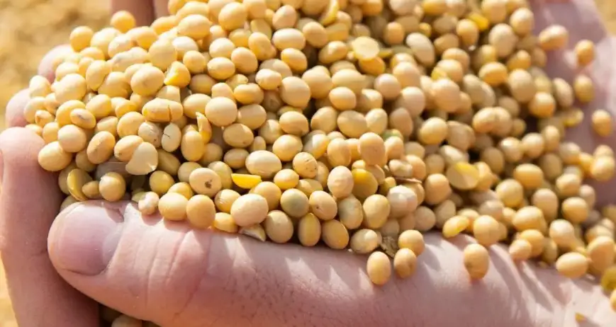 Cultivating organic vegetables through eco-friendly farming and mindful stewardship.