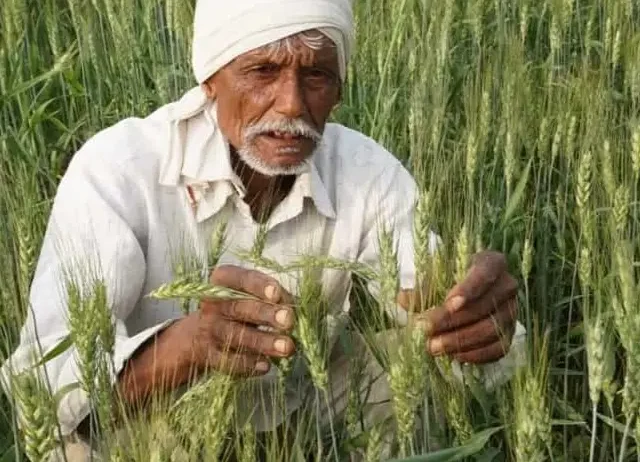 Innovative farming under the golden sunrise, advancing modern agriculture with care.