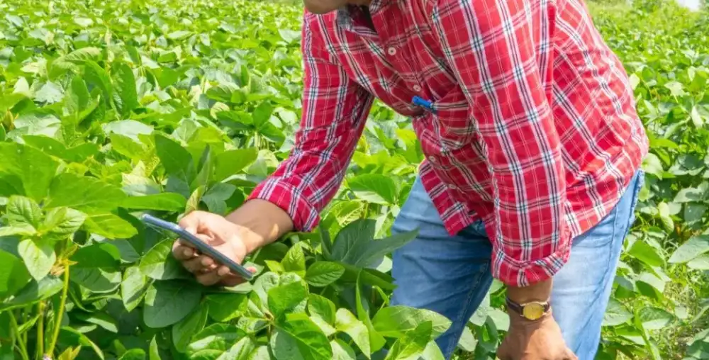 Dedicated farmers working together to bring fresh, high-quality produce from field to table.