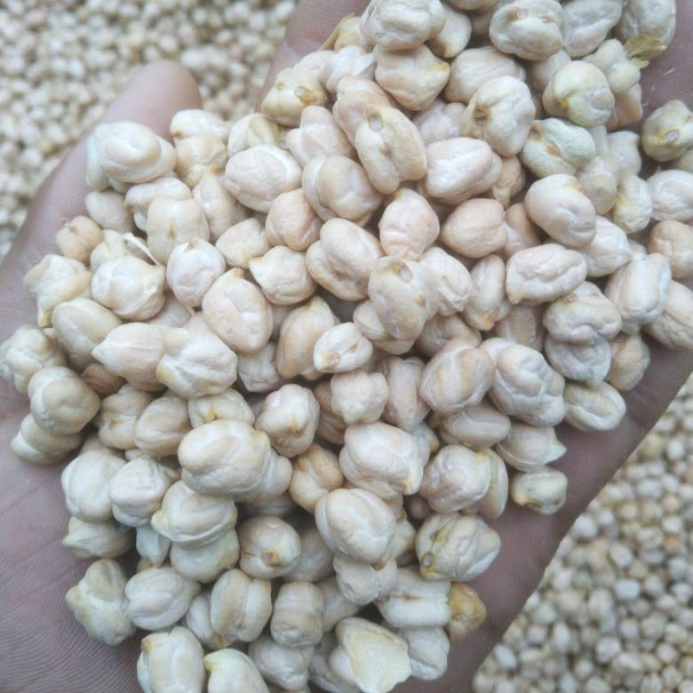 Chickpea-1