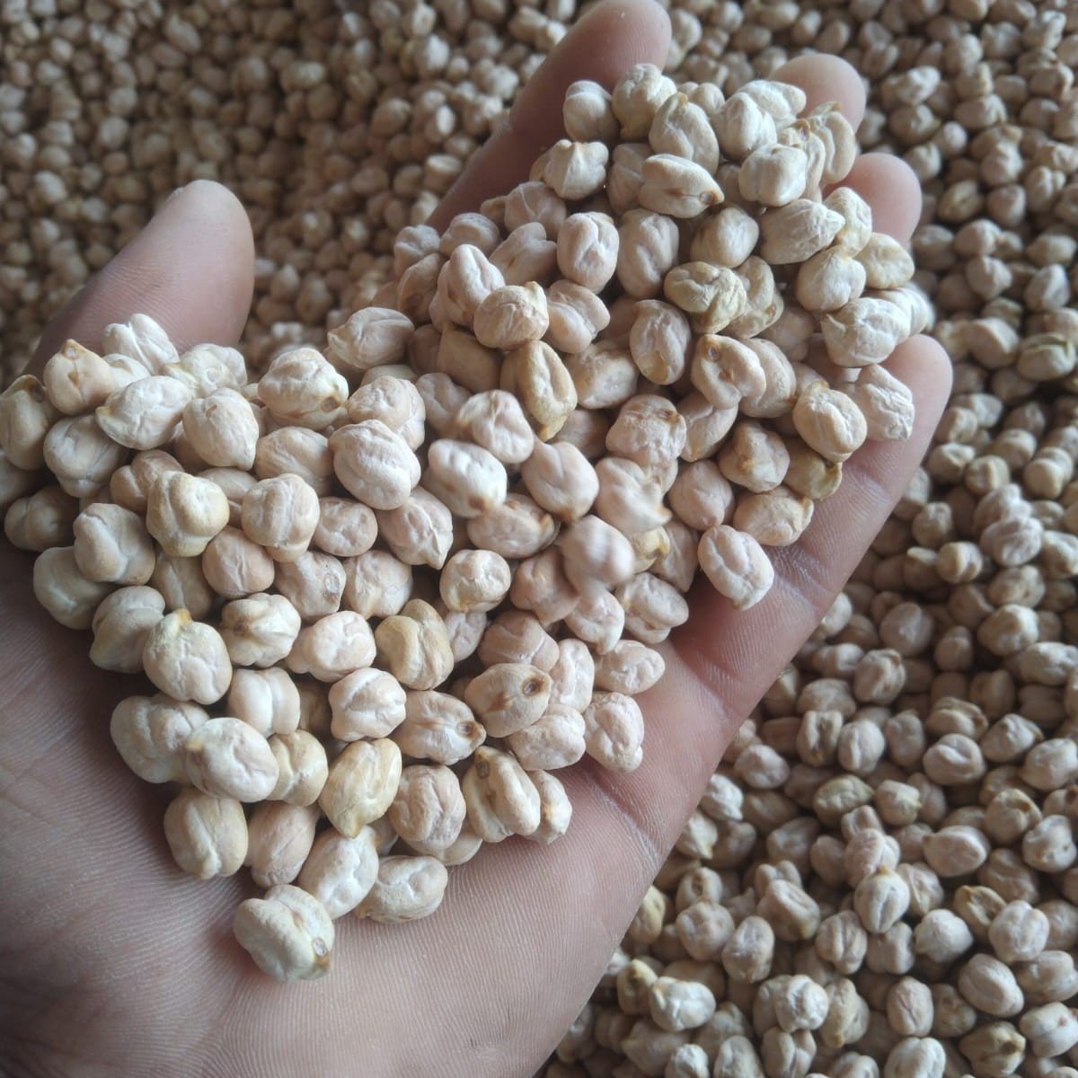 Chickpea-2