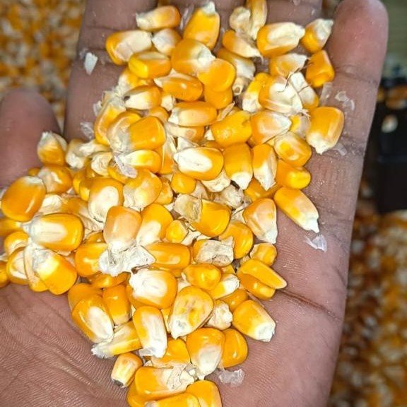 Maize-2