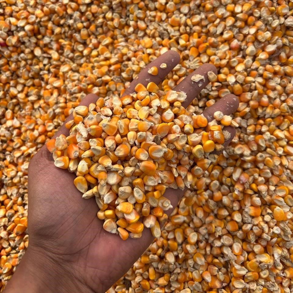 Maize-6