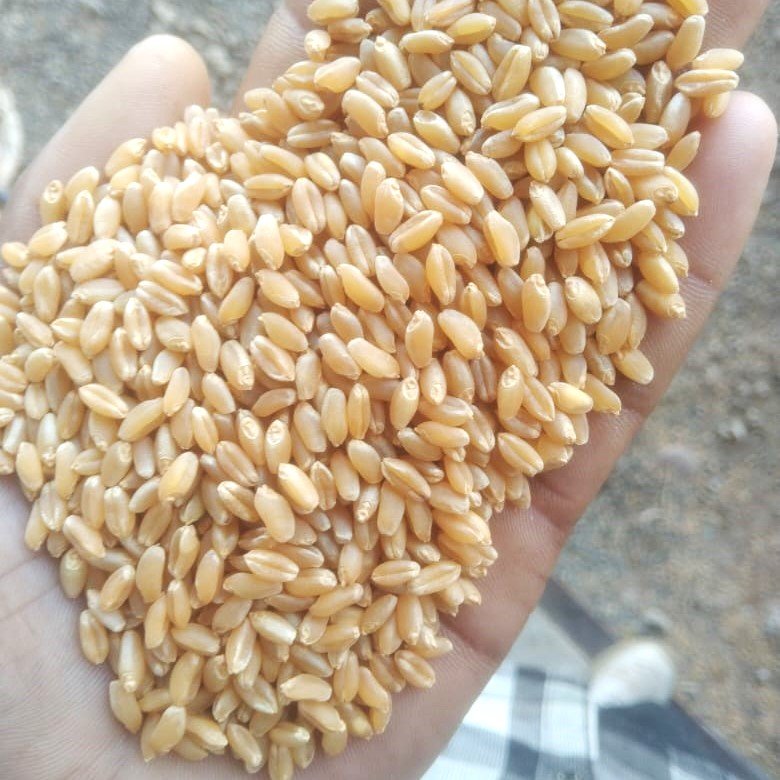 Wheat-3