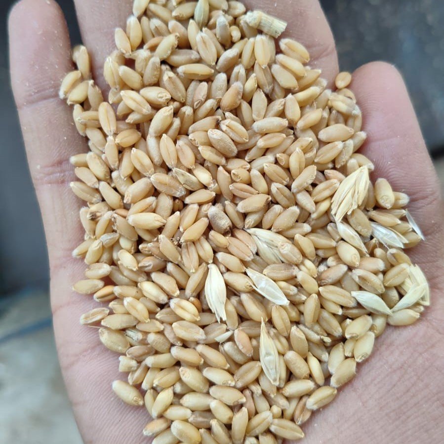Wheat-4