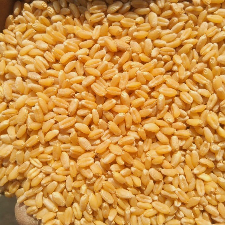 Wheat-6