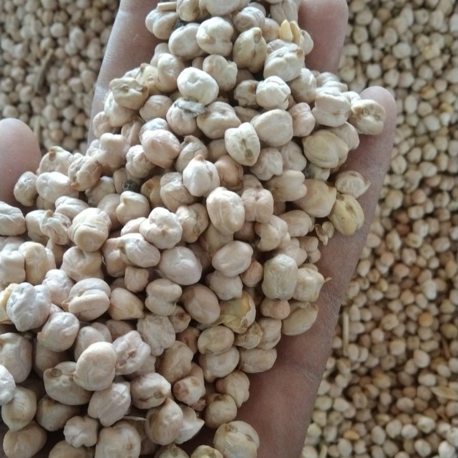 chickpea-3
