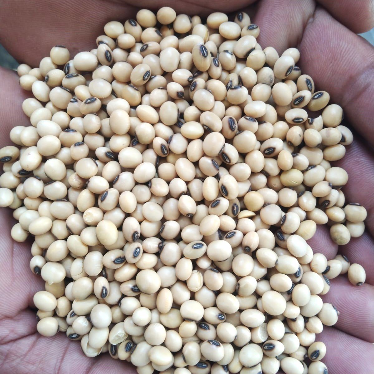 soy-4