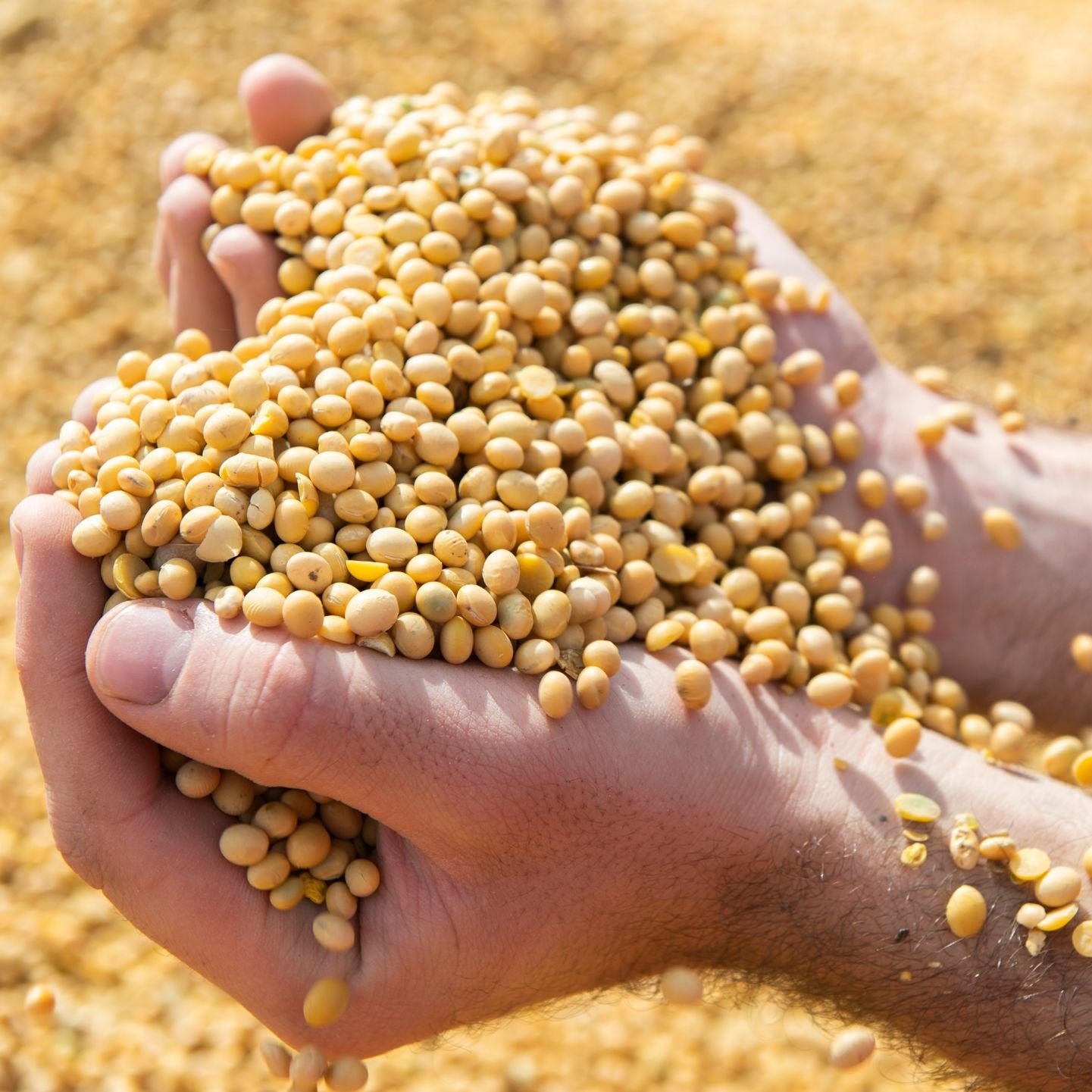 soy